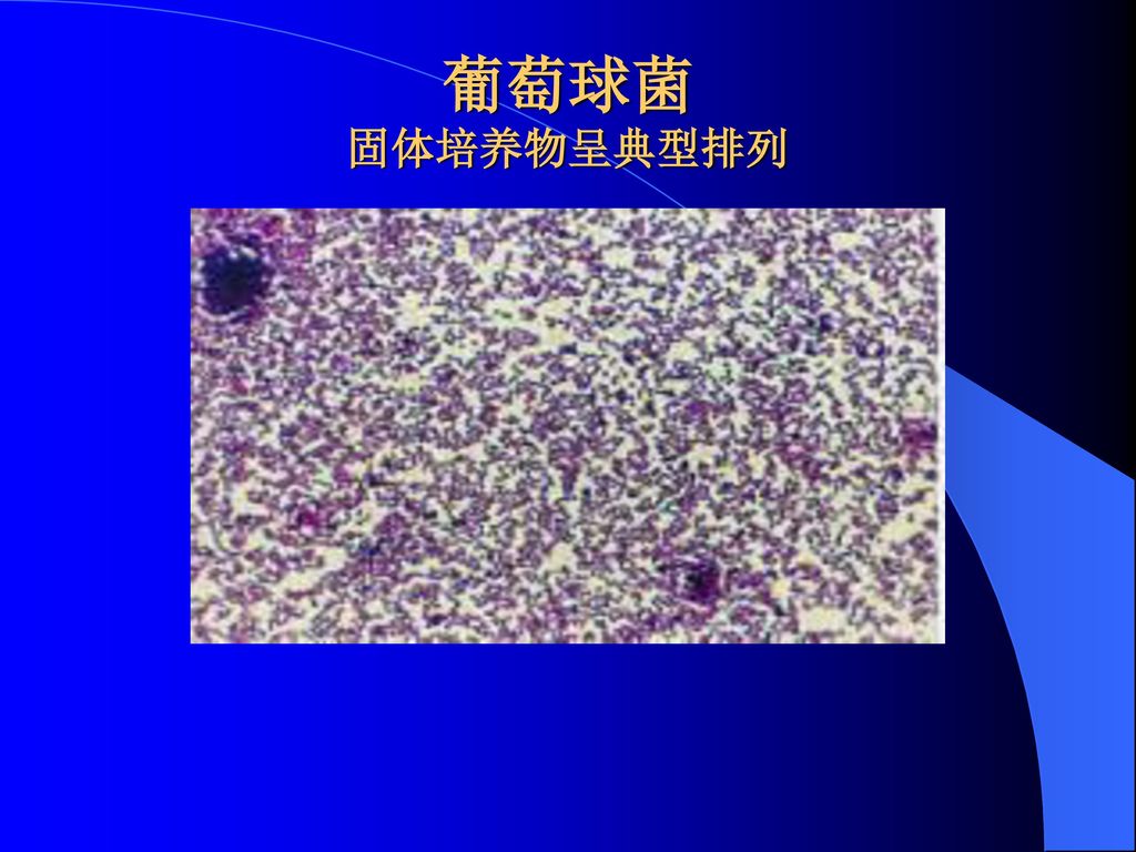 第一节 葡萄球菌属(staphylococcus 一,生物学性状